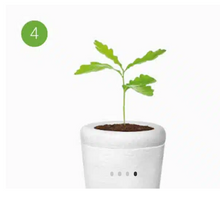 Load image into Gallery viewer, urne funeraire plante bios
